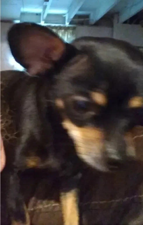 Lost dog in Louisville, KY, 40212