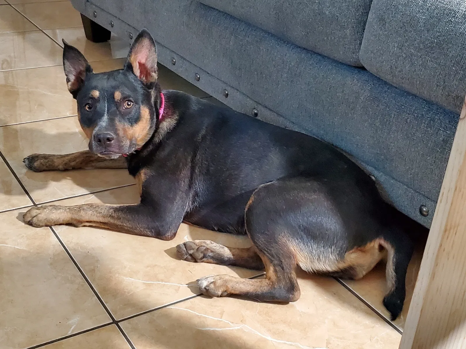 Lost dog in Bakersfield, CA, 93304
