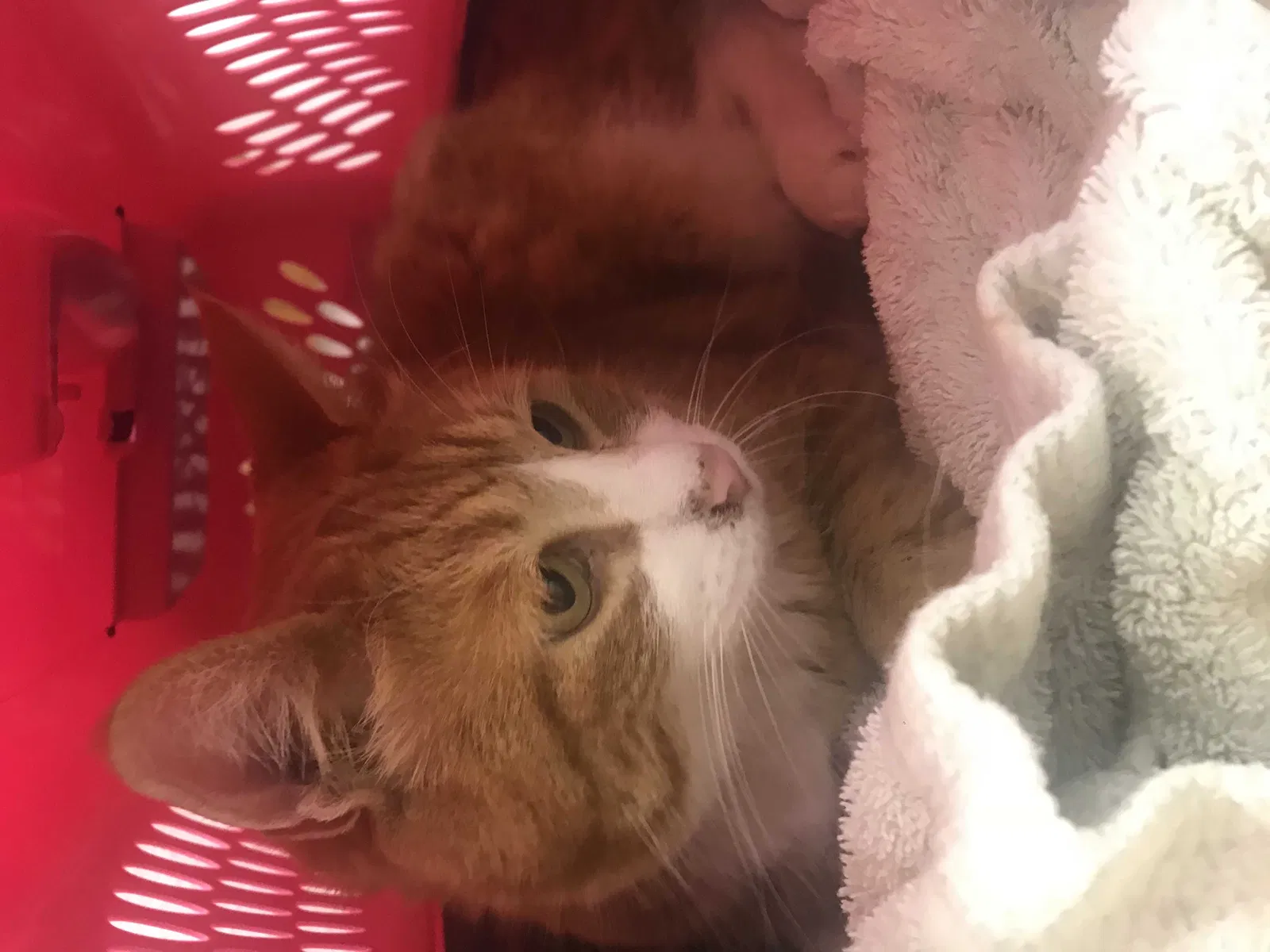 Lost cat in Deer Park, WA, 99006