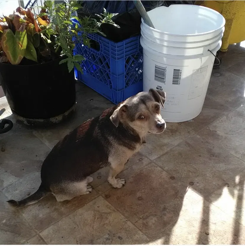 Lost dog in Los Angeles, CA, 90003