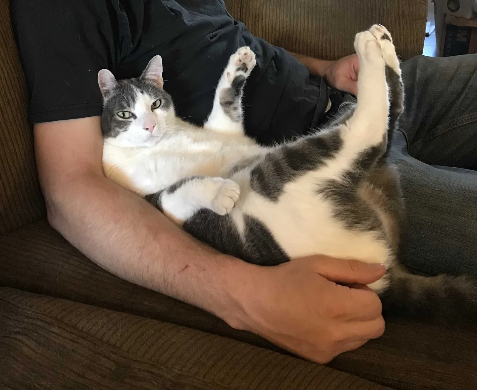 Lost cat in Deer Park, WA, 99006