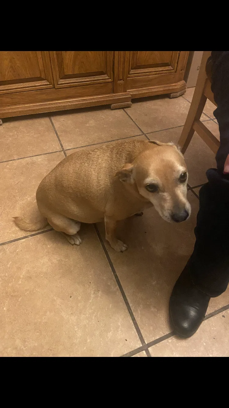 Lost dog in Albuquerque, NM, 87121