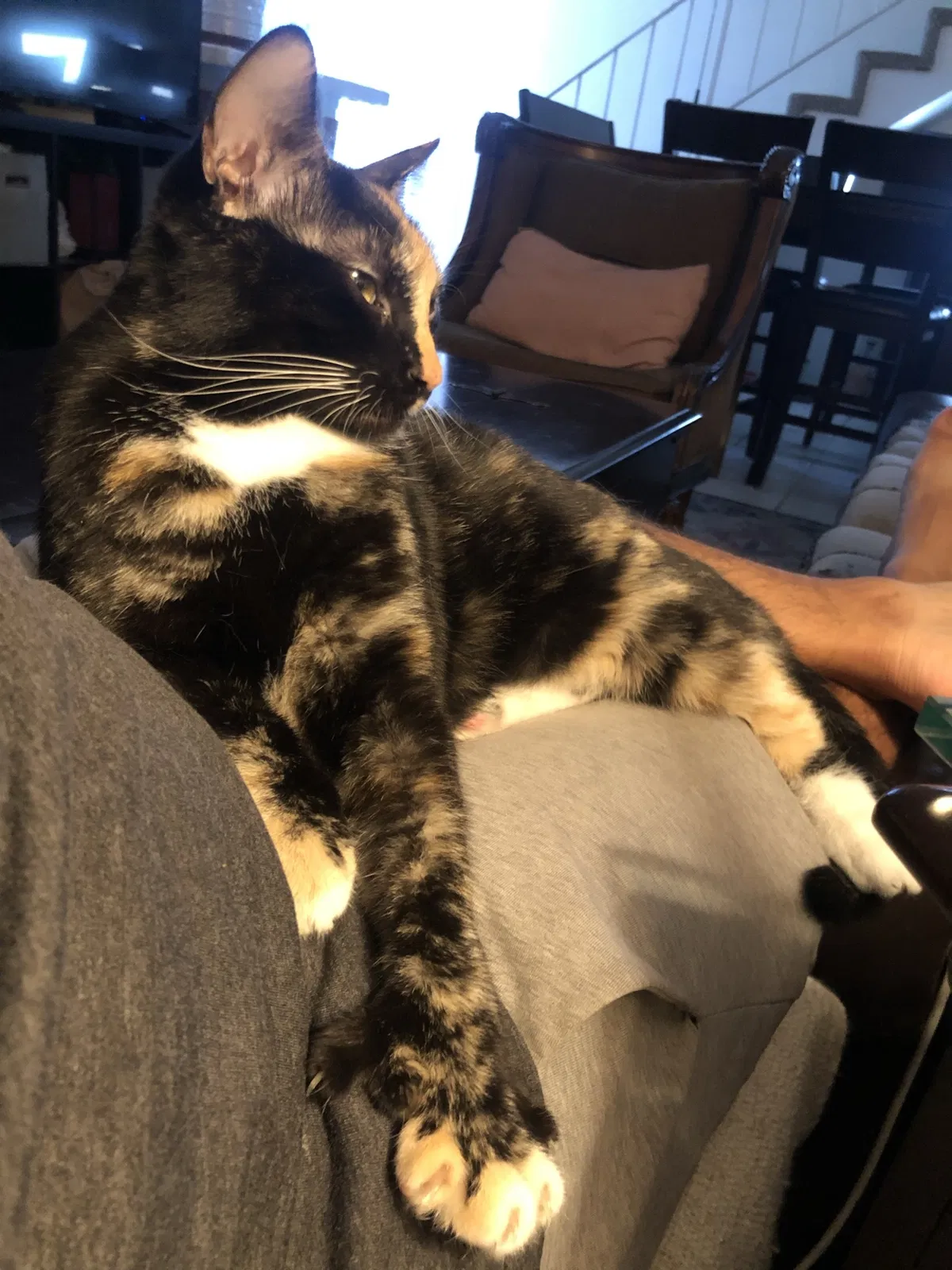 Lost cat in Fullerton, CA, 92831