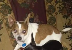 Lost dog in Denver, CO, 80229