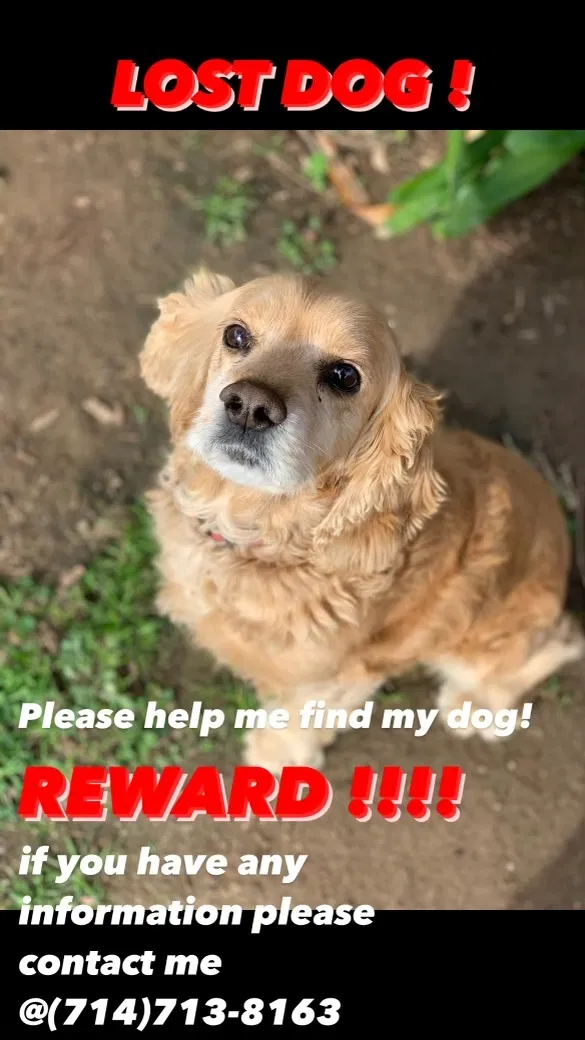 Lost dog in Santa Ana, CA, 92701