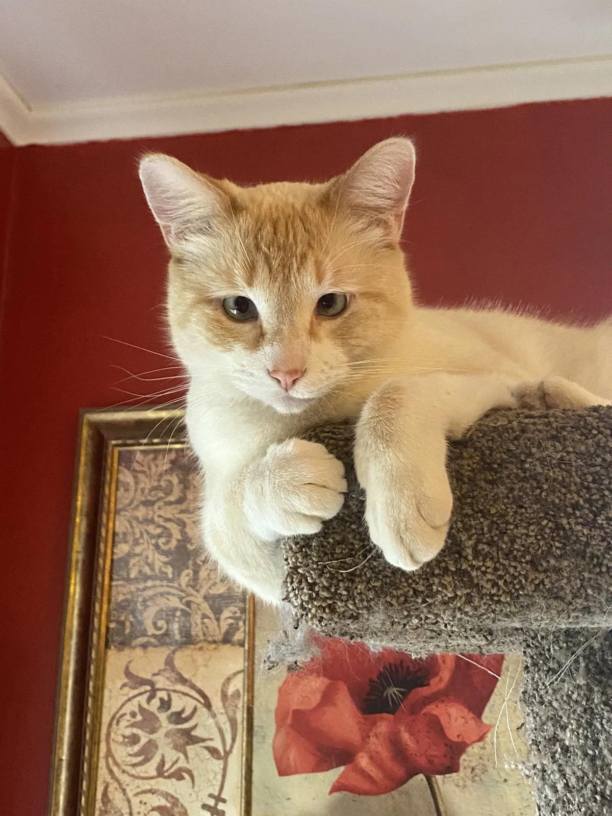 Lost cat in Harrington, WA, 99134