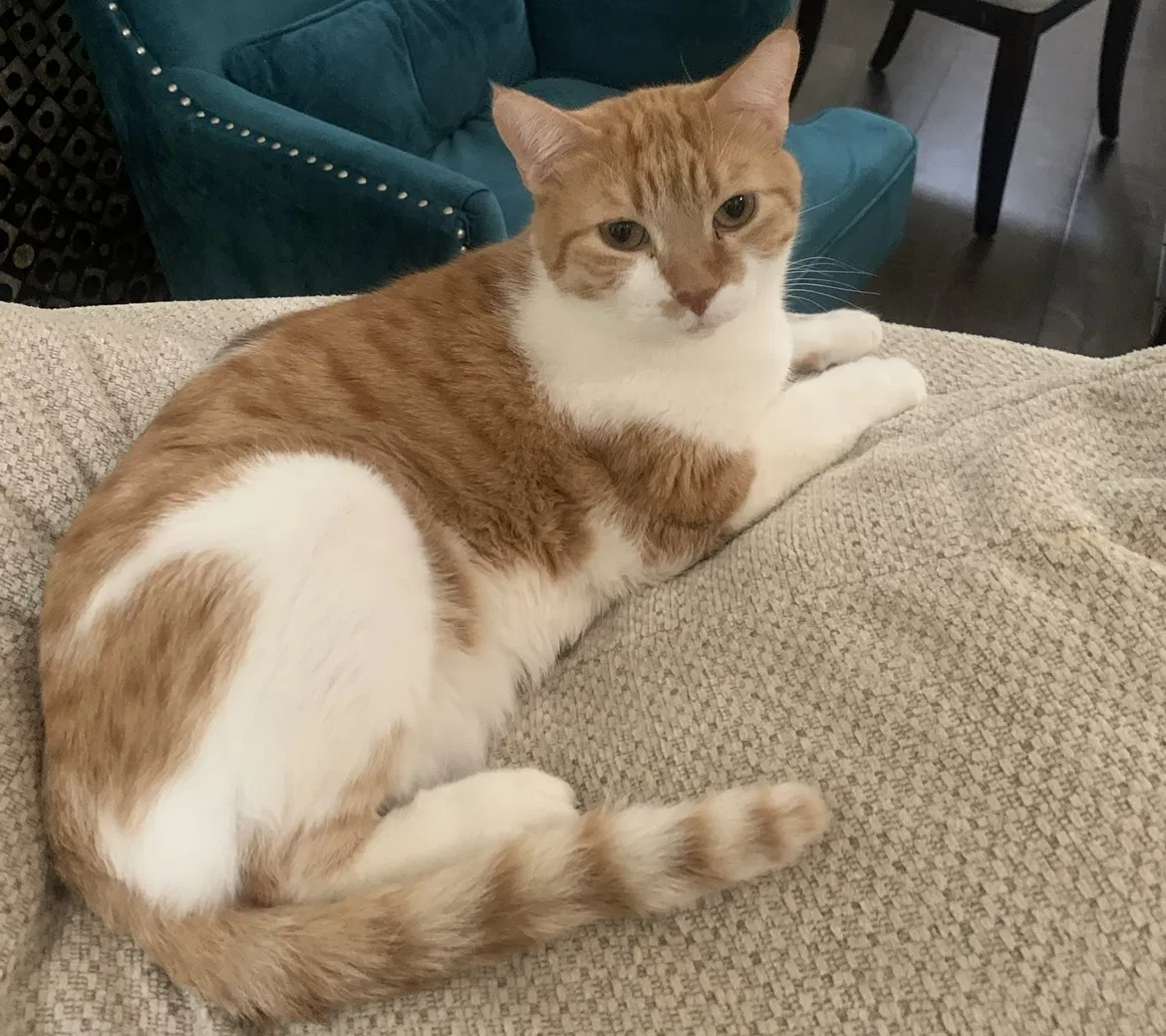 Lost cat in Simi Valley, CA, 93065