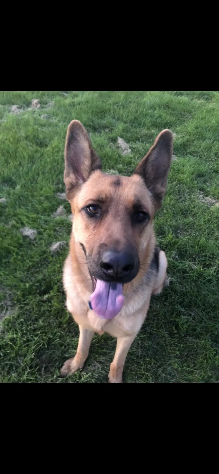 Lost dog in Albuquerque, NM, 87106