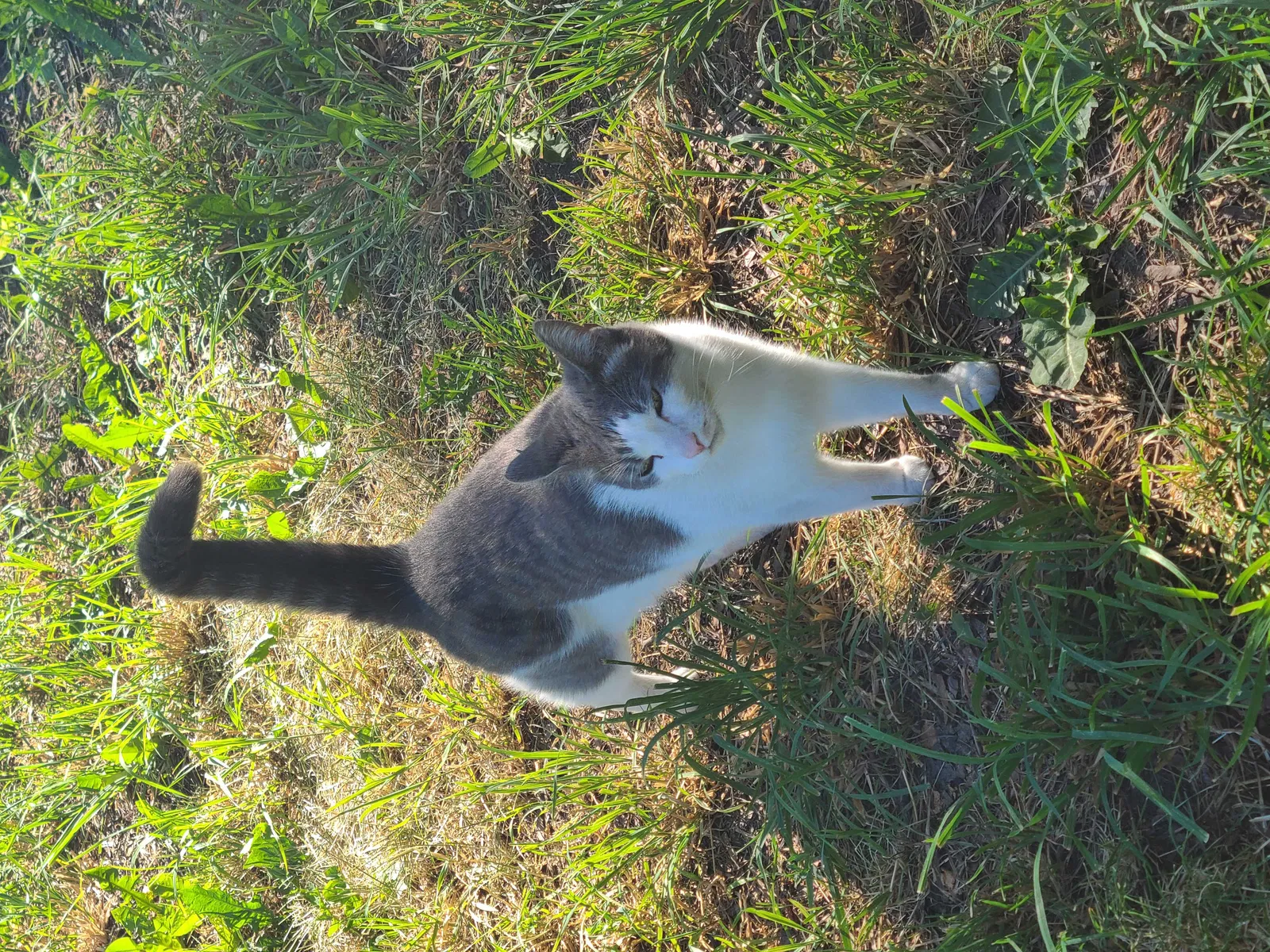 Lost cat in Post Falls, ID, 83854