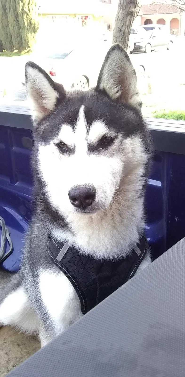Lost dog in Hayward, CA, 94544