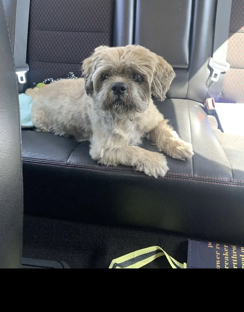 Lost dog in San Leandro, CA, 94577