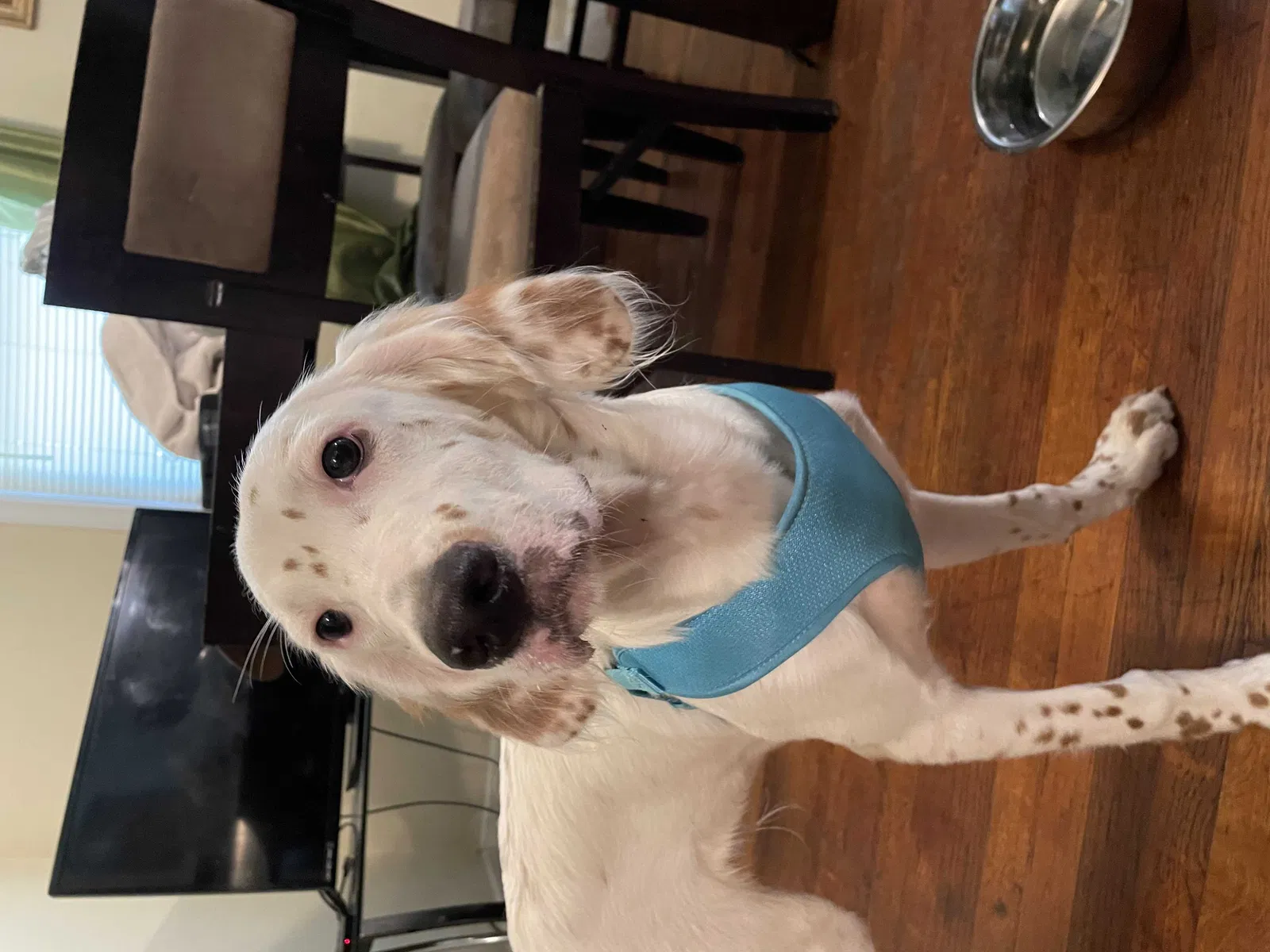 Lost dog in Norfolk, VA, 23505
