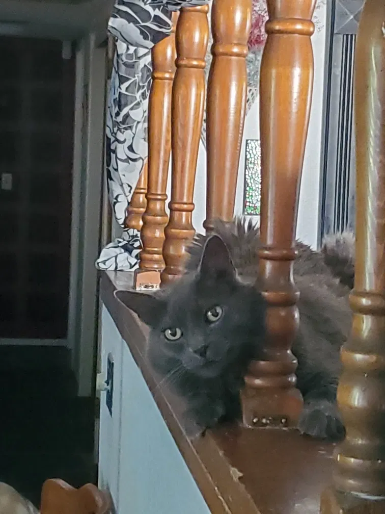 Lost cat in Vallejo, CA, 94589