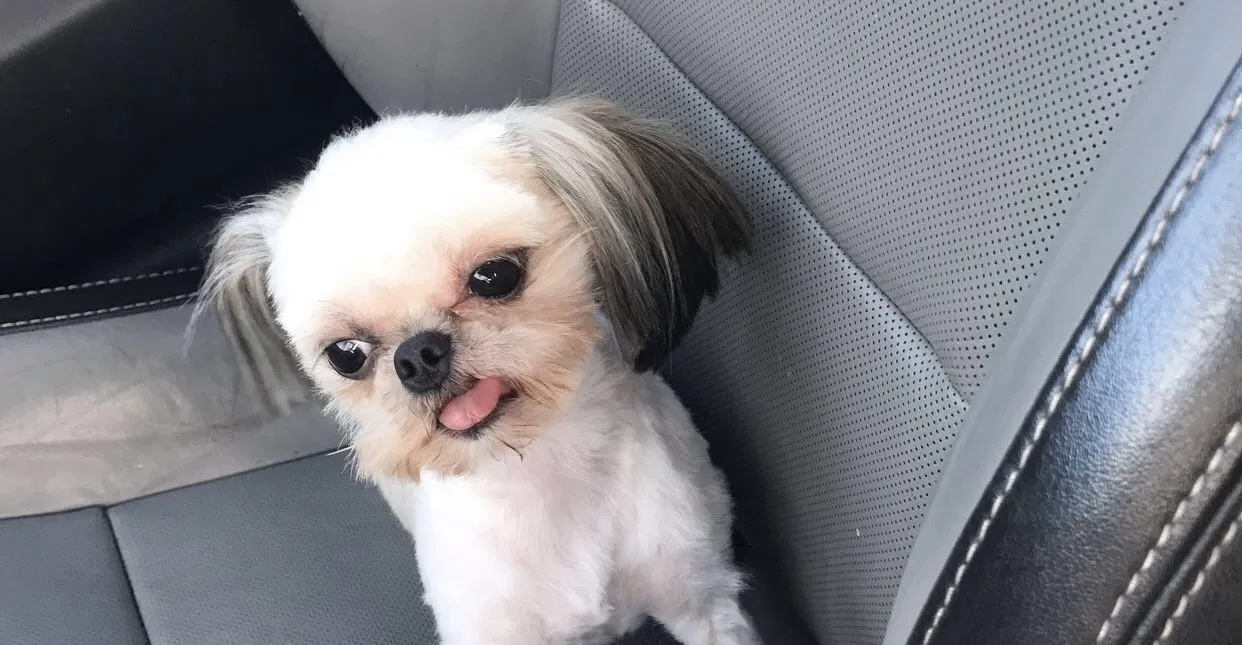 Lost dog in Birmingham, AL, 35217