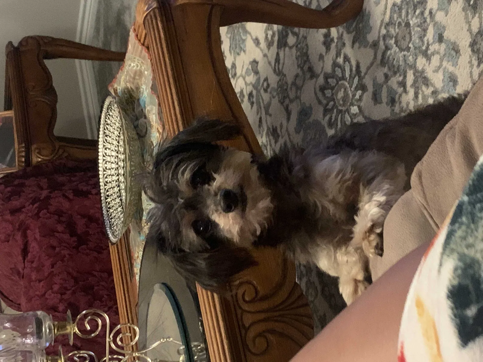 Lost dog in San Antonio, TX, 78229