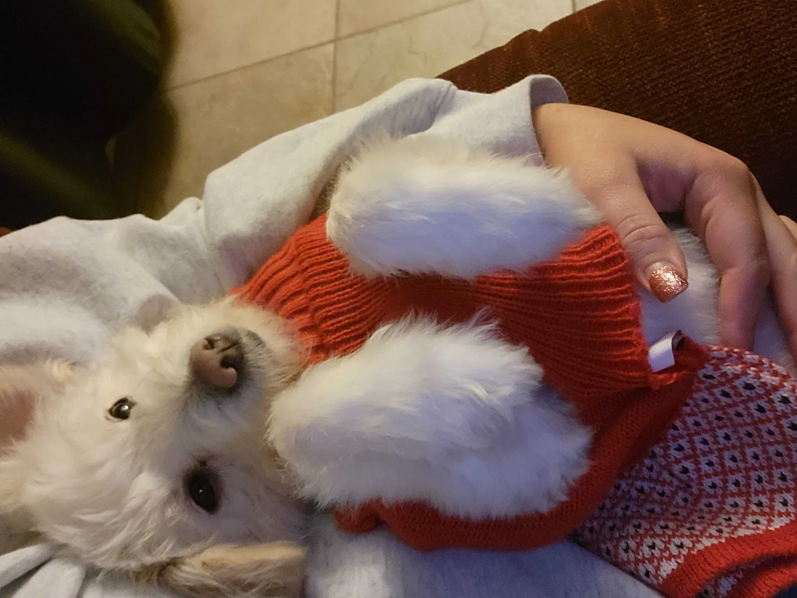Lost dog in Bakersfield, CA, 93313