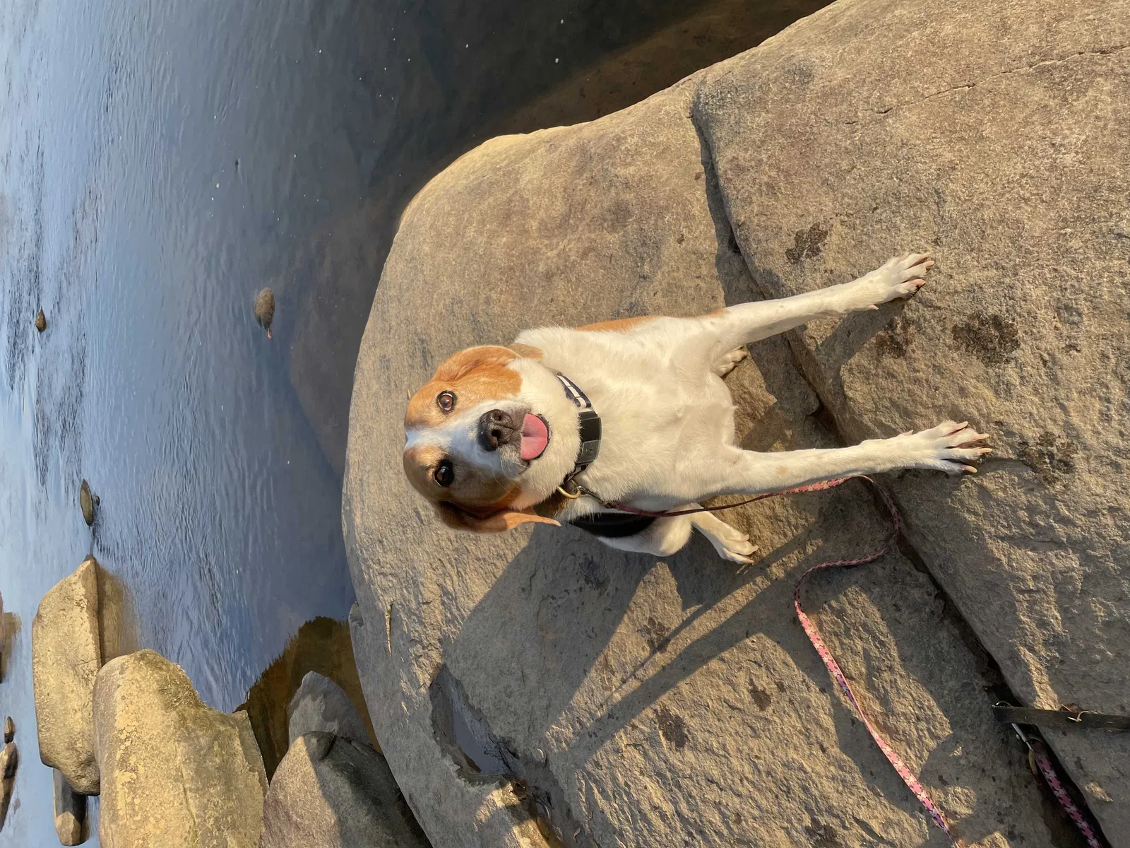Lost dog in Richmond, VA, 23235