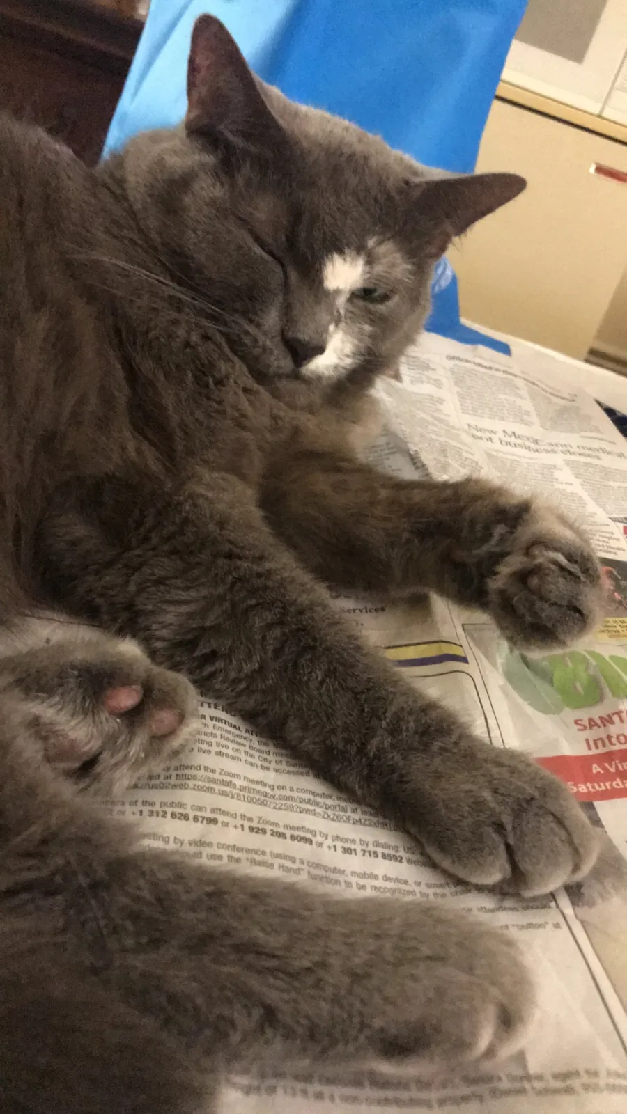 Lost cat in Los Angeles, CA, 90012