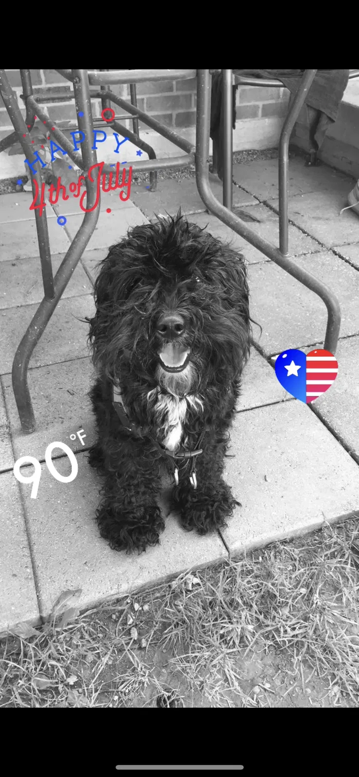 Lost dog in Lexington, KY, 40503