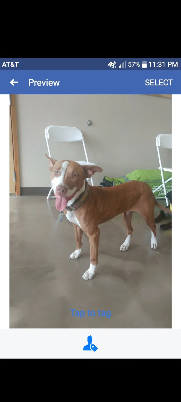 Lost dog in Goose Creek, SC, 29445