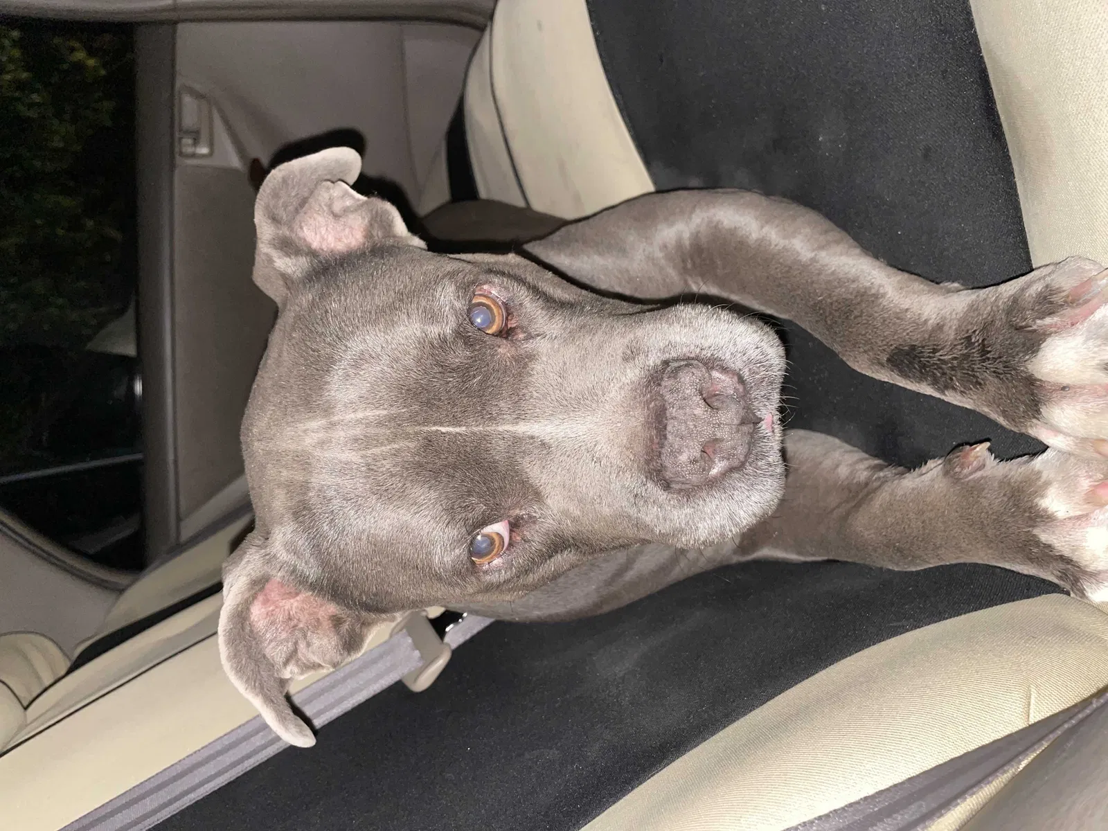 Found dog in Phoenix, AZ, 85017
