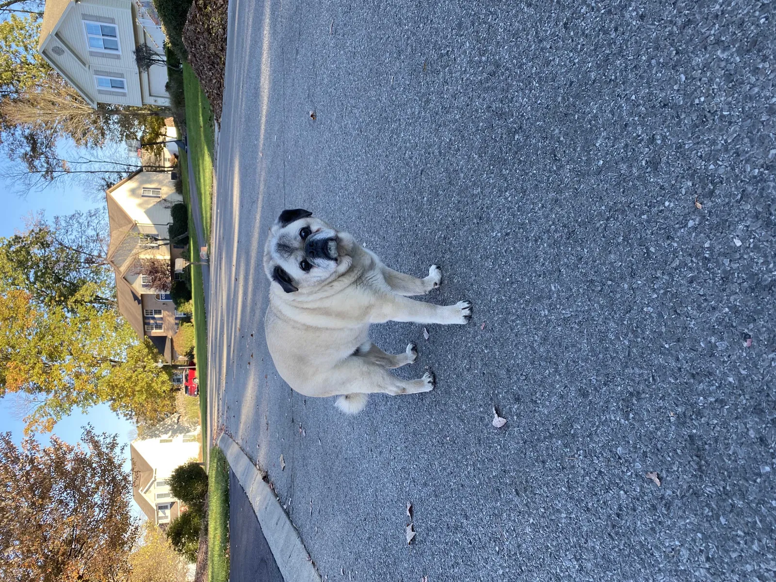 Found dog in Huntingdon, PA, 16652