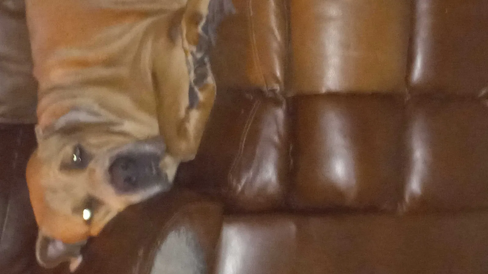 Found dog in New Caney, TX, 77357
