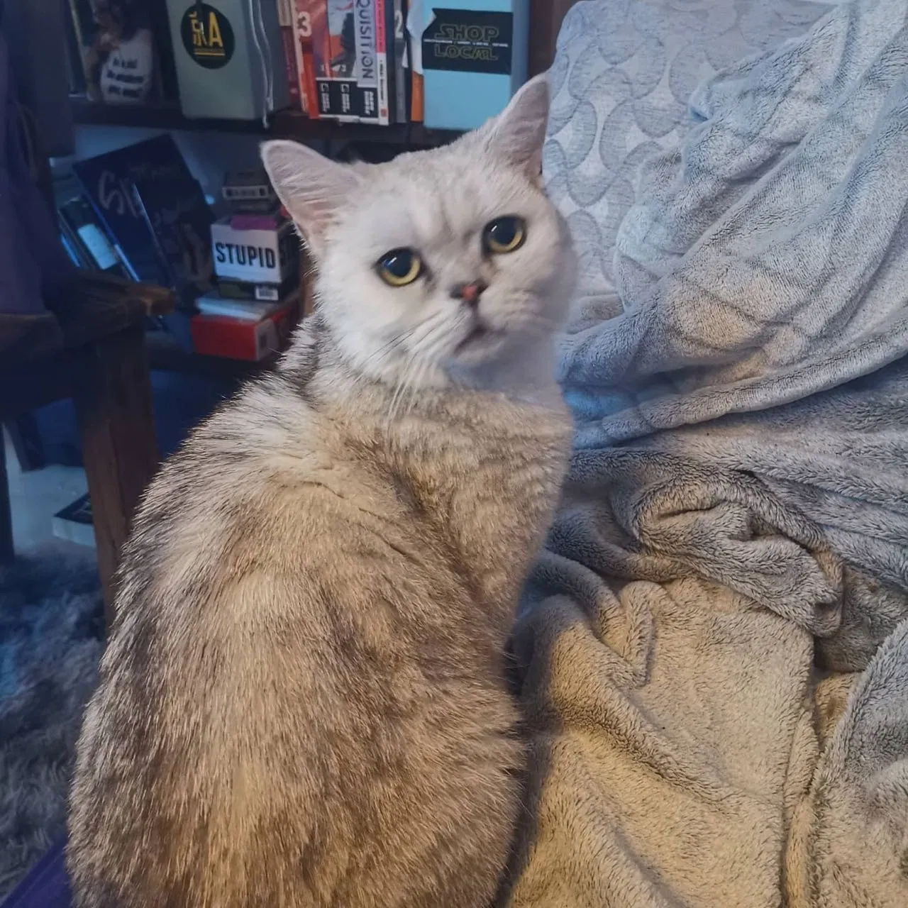 Lost cat in Brandon, MS, 39047