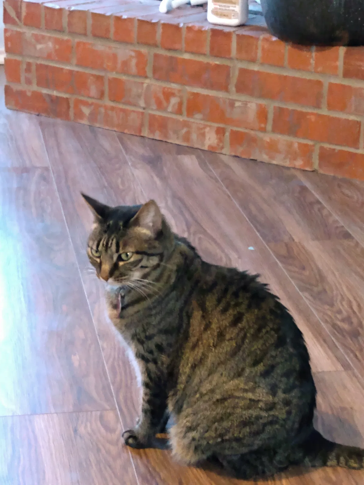 Lost cat in Argyle, TX, 76226