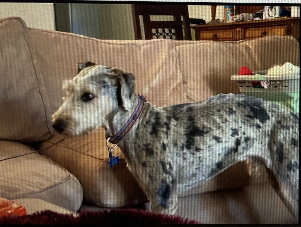 Lost dog in Hemet, CA, 92545
