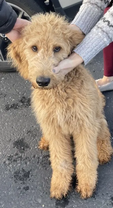 Found dog in Pleasant Grove, UT, 84062