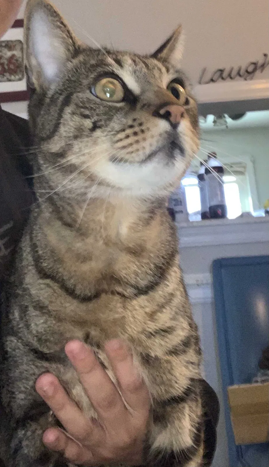 Found cat in Meriden, CT, 6451