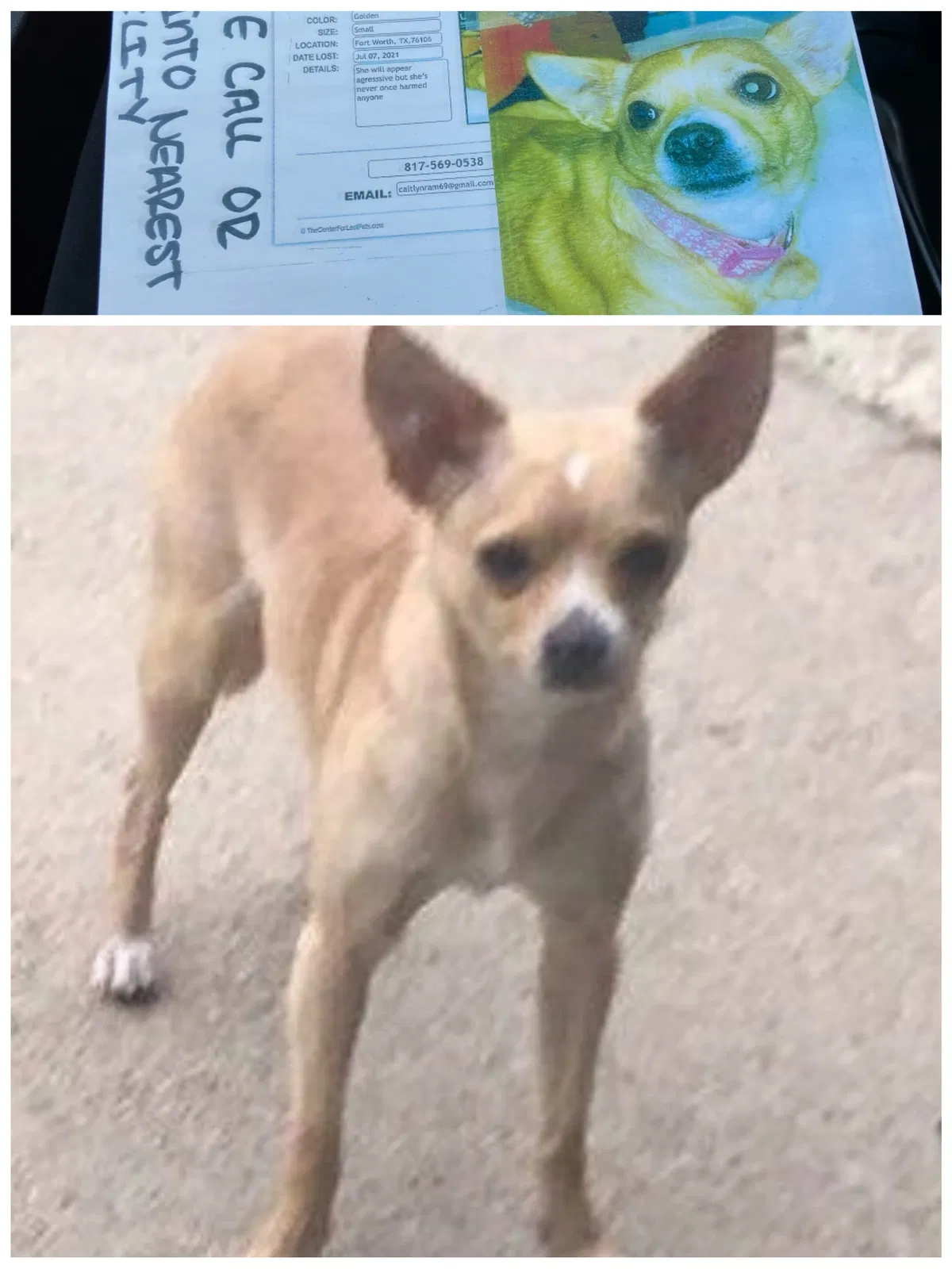 Lost dog in Fort Worth, TX, 76106