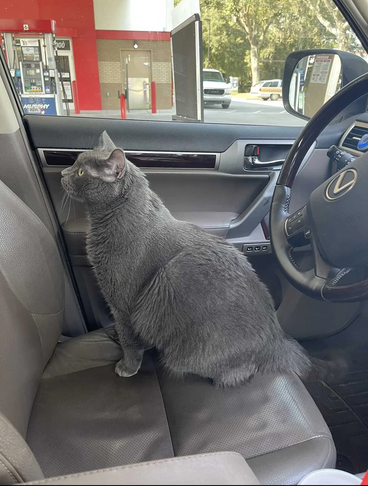 Lost cat in Katy, TX, 77494