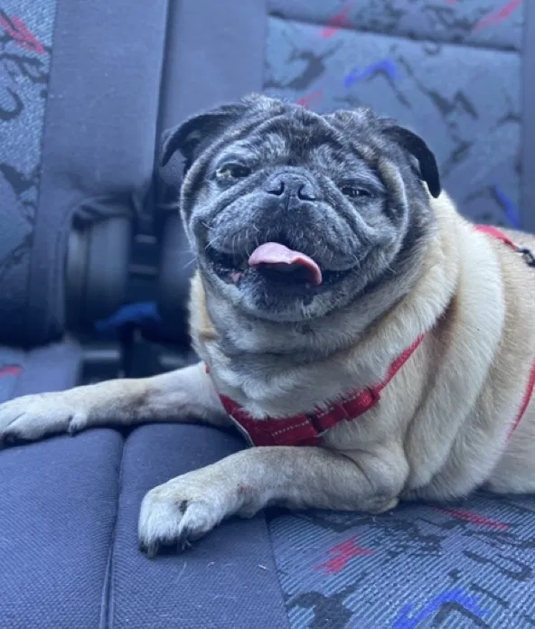 Lost dog in Franklin, KY, 42134