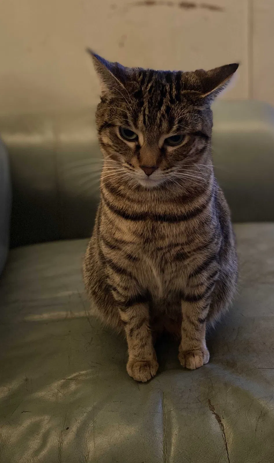 Lost cat in Grand Rapids, MI, 49505