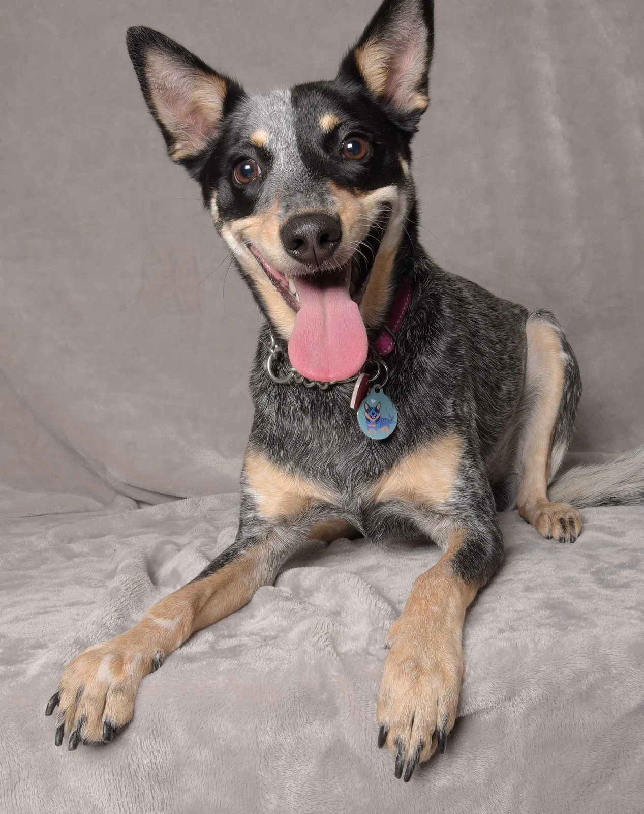 Lost dog in Avondale, AZ, 85392
