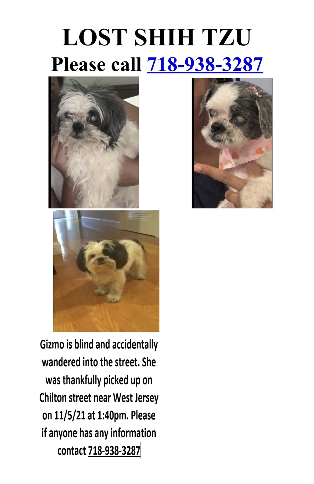 Lost dog in Elizabeth, NJ, 7202