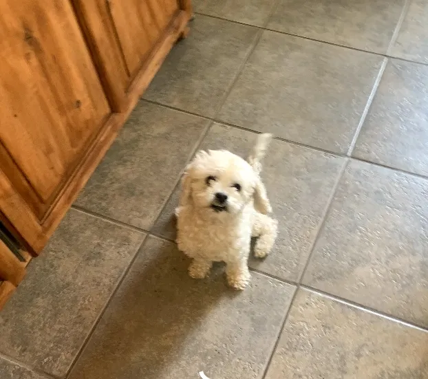 Lost dog in Chula Vista, CA, 91910