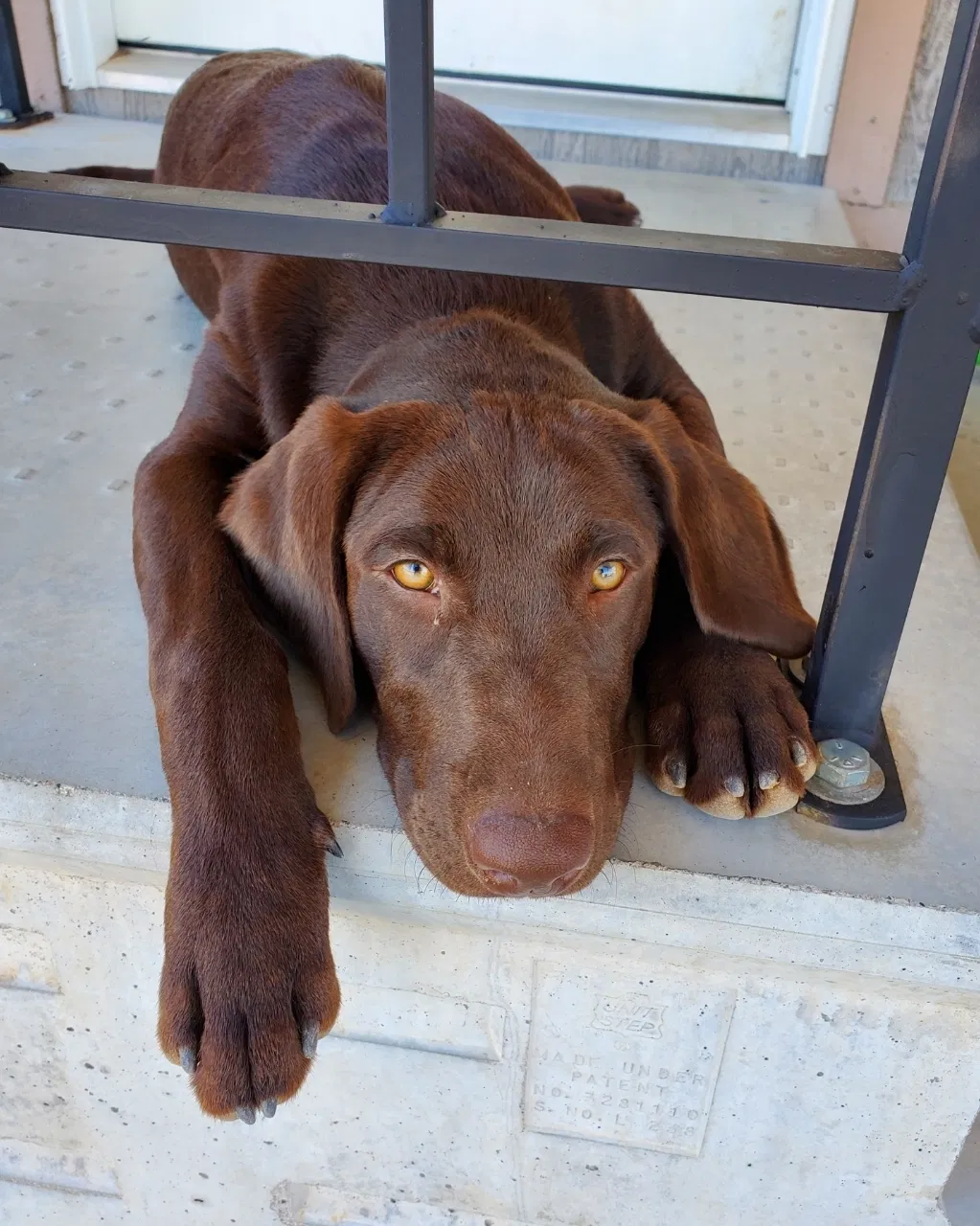 Lost dog in Peoria, AZ, 85383
