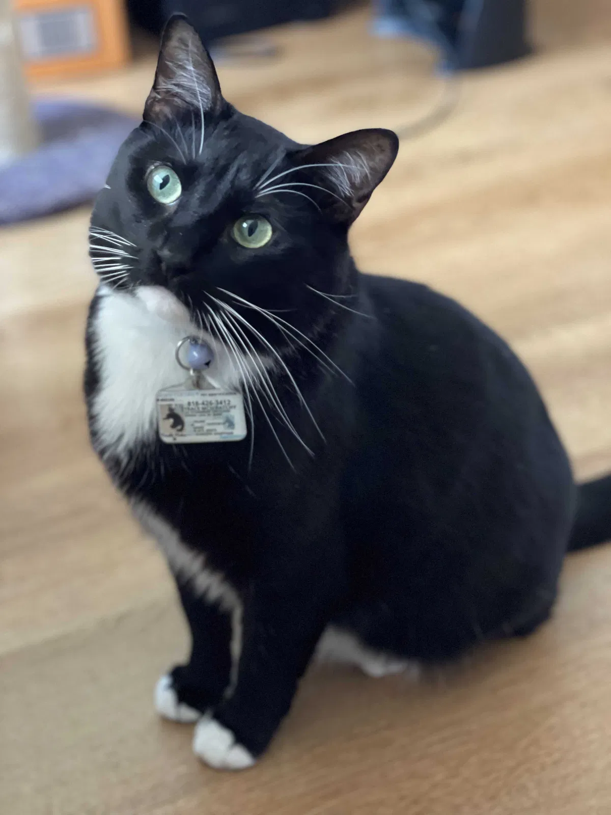 Lost cat in Augusta, GA, 30907