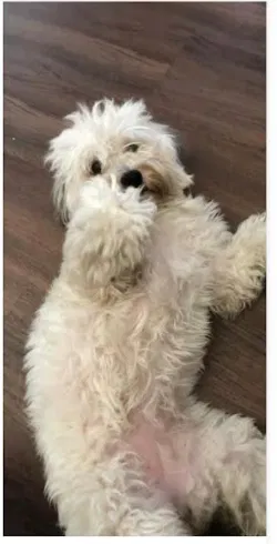 Lost dog in Phoenix, AZ, 85029