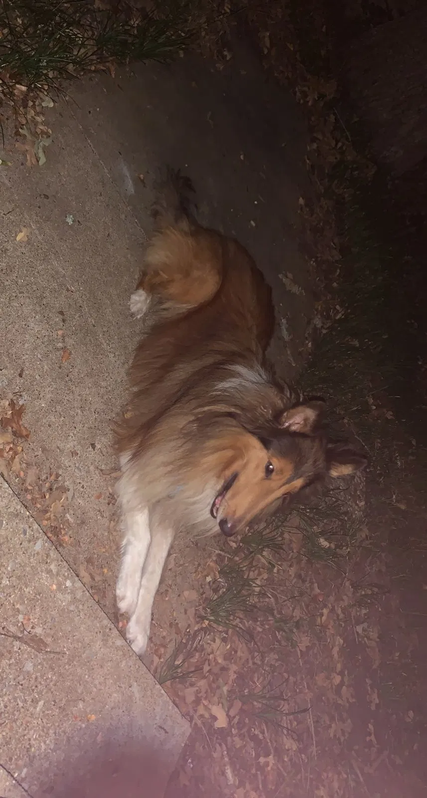 Lost dog in Sherman, TX, 75092
