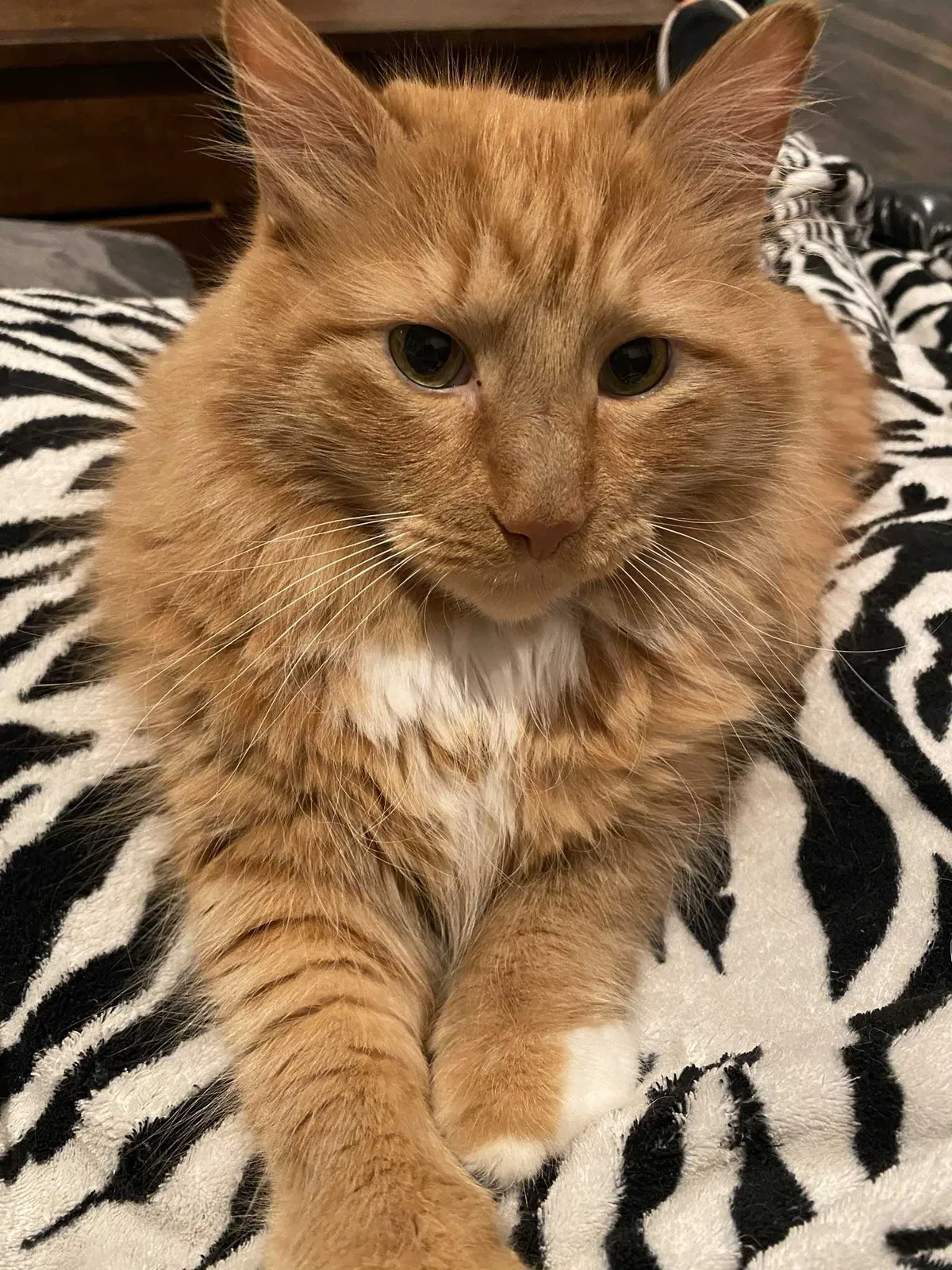 Lost cat in Daphne, AL, 36526