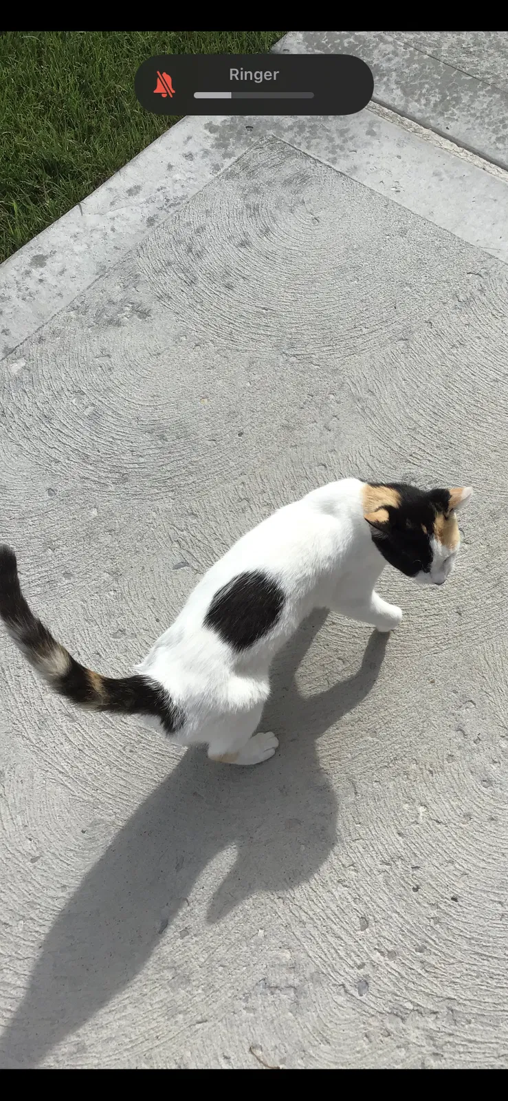 Lost cat in Saratoga Springs, UT, 84045