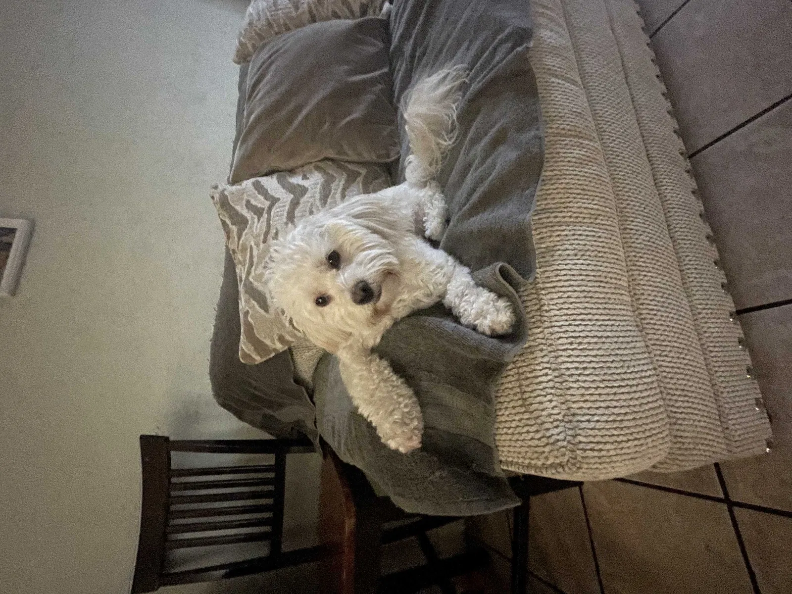 Lost dog in Los Angeles, CA, 90002