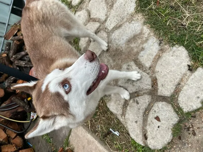 Lost dog in San Antonio, TX, 78207