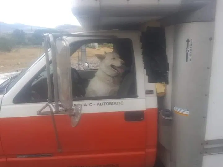 Lost dog in Landers, CA, 92285