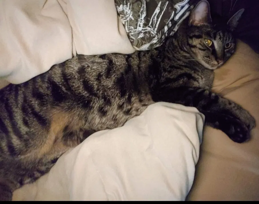 Lost cat in Hazel Green, AL, 35750