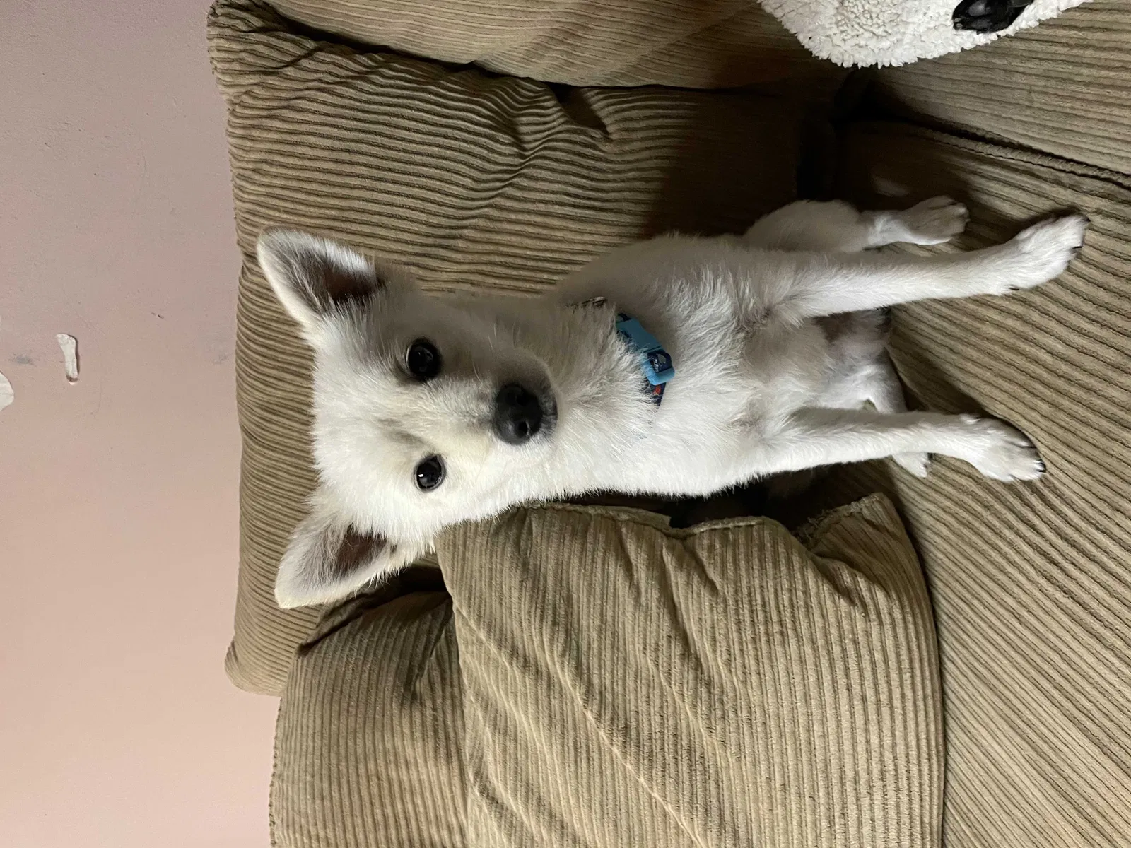 Lost dog in Temecula, CA, 92592